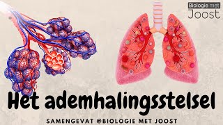 Het ademhalingsstelsel  Samenvatting [upl. by Hultgren]