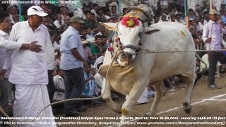 2017 Mahanandi quotSENIORSquot Bulls Show 1st Prize Rs80000 won by Azad amp Maddirala Sekhar [upl. by Lewellen]