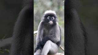 Dusky Leaf Monkey [upl. by Ybrek]