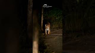 Pench tiger Reserve Night Safari khawasa zone [upl. by Bove]