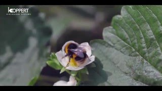 Strawberry pollination with Natupol bumblebees  SampA Produce [upl. by Monney]