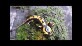 Feuersalamander  Die Entwicklung von der Larve zum Salamander [upl. by Marduk67]