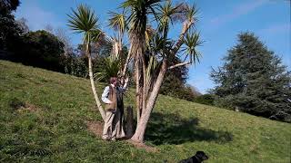 Pruning Cordyline australis [upl. by Adnol]