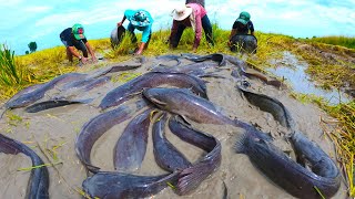 Top Video Fishing a lots of fishes at field after farmer harvesting rice by hand Unique Fishing [upl. by Brink878]