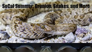 SoCal Summer Grunion Snakes and More [upl. by Verada604]