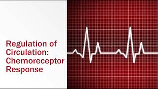 Regulation of Circulation Chemoreceptor Response [upl. by Voe114]