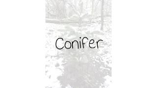 Matt Van – Conifer Official Lyric Video [upl. by Esela]