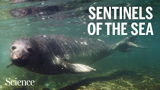 These seals are mapping their changing habitat [upl. by Tillinger]