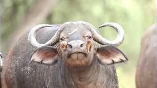 Two Oxpeckers picking the nose of a Cape Buffalo [upl. by Etana]