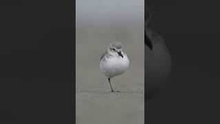 Singing wrybill only a few thousands left only in New Zealand birds newzealandnature wildlife [upl. by Neri482]