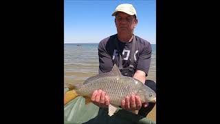 Bloemhof Dam Carp Fishing Highlights 2 shorts carpfishing bigcarp carp fishing fyp [upl. by Lapo]