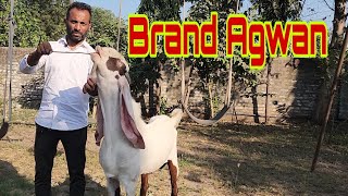 Hyderabadi Bloodline Bakriyaa Aur Top Breeder At Agwan Goat Farm Surat [upl. by Pearl]