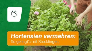 Hortensien durch Stecklinge vermehren So gehts [upl. by Anaejer]