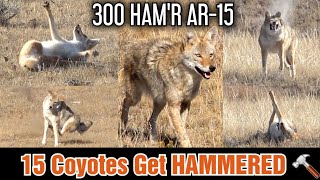 15 Coyotes Down 300 HAMR AR15  Epic Daytime Coyote Hunting [upl. by Elokkin254]