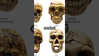 Australopithecus A DeadEnd in Human Evolution facts history [upl. by Seidel]