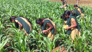 application of carbofuran granules inside of whorls in maize [upl. by Stichter]