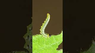 Use Dominion 2L to Solve Your Sawfly Problem [upl. by Neufer]