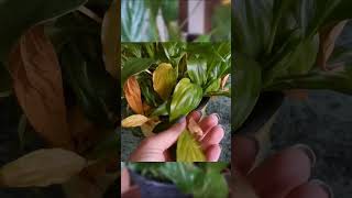 Short  How often you should water your peace lily [upl. by Anagrom]