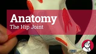 Anatomy The Hip Joint [upl. by Nylirad527]