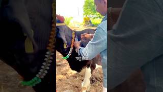 Cow pox virus 🦠 veterinary doctor youtube shortvideo youtubeshorts injection medicine [upl. by Angelo]