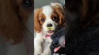 Cavalier King Charles Spaniel beautifulthailand pettravel dogbreed catlover petfriendlytravel [upl. by Asenab56]