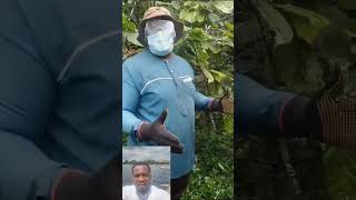 Nyasoso Cocoa is an Agro Company dealing in Cocoa production and looking for sponsors and partners [upl. by Aisitel]