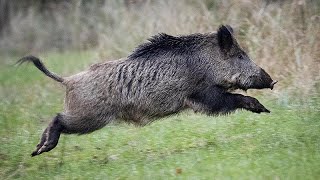 Afrikanische Schweinepest springt von Ost nach Westpolen [upl. by Zackariah740]