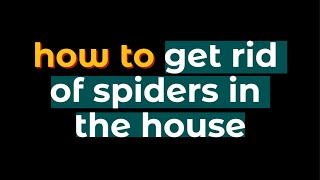 TIPS how to get rid of spiders in the house [upl. by Sadye757]