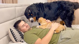 What does Bernese Mountain Dog do when I hug a puppy [upl. by Skipp]