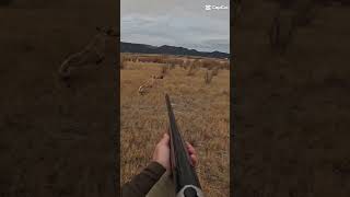 2024 pheasant opener clips pheasants hunting uplandhunting [upl. by Alliuqet]