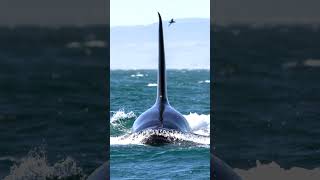 Marine Biologist Makes Chilling Discovery After Finding This On The Beach shorts [upl. by Karilla]