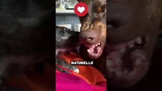 Voici les 5 chiens les plus dangereux du monde chien dangereux psi mastiff doberman kangal [upl. by Ariam]