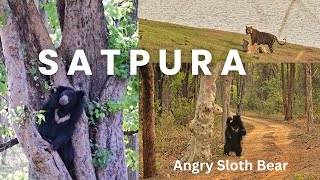 Satpura Tiger Reserve  Jungle Safari Satpura  Sloth Bear  Tiger [upl. by Hanna]