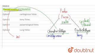 Placoid scales are found in [upl. by Gunzburg]