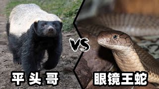 平头哥vs眼镜王蛇，当无畏之神遇到百蛇之王，谁会笑到最后呢？ [upl. by Preiser]