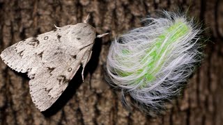 Acronicta leporina Miller moth breeding VERY CUTE [upl. by Ailimaj762]