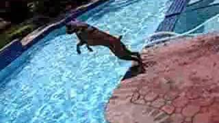 Boxer pups pool dive [upl. by Mcmillan]