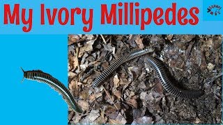 Ivory millipedes [upl. by Asenev402]