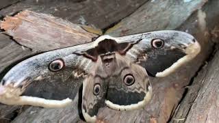 Saturnia Pyri  Gran pavón europeo  Giant peacock moth [upl. by Nwahsed648]