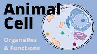 Structure and Function of the ANIMAL CELL explained Organelles [upl. by Ellesig]