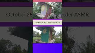 ASMR Bird Feeder  Wait Til The End birdfeedervideo birds backyardbirdwatching birdslover [upl. by Eletnahs]