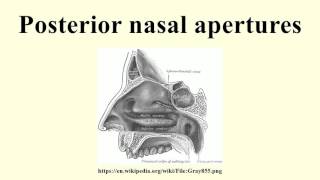 Posterior nasal apertures [upl. by Bertha20]