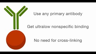 Covalent Coupling of Antibodies to Magnetic Beads  Fast and Efficient [upl. by Nnahtebazile]