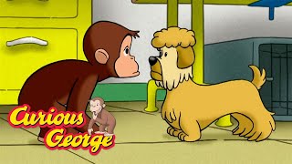 George Goes to a Dog Show 🐵 Curious George 🐵 Kids Cartoon 🐵 Kids Movies [upl. by Els516]