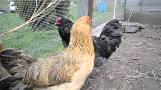 Ameraucana Rooster and his flock [upl. by Ameerahs]