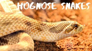 Western Hognose Snakes  Everything You Need To Know [upl. by Bennink921]