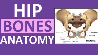 Pelvis Hip Bones Anatomy Os Coxae Pelvic Girdle  Ilium Ischium Pubis [upl. by Lesnah]