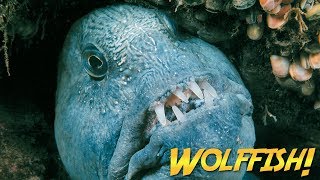 Wolffish amp Wolf Eels  JONATHAN BIRDS BLUE WORLD [upl. by Thorr]