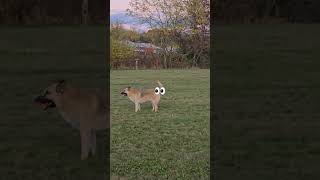 Deer watching dogs play doglife dogowner doglover dog deer play playtime watch [upl. by Aralomo617]