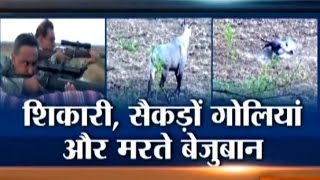 Bihar Poachers Shot 250 Nilgai to Dead in 3 Days [upl. by Panayiotis]